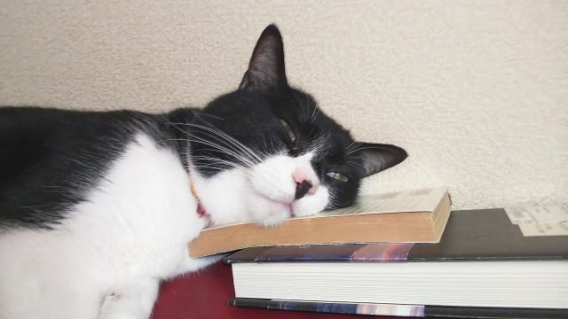 本を枕にして寝る猫.jpg